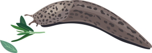La limace léopard (Limax maximus) est un hôte commun des jardins / Adobe Stock